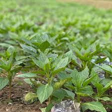 Image result for Amaranthus hybridus