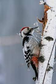 1.0 — published march 4, 2020 text last updated june 9, 2016. White Backed Woodpecker Birds Of Germany Inaturalist