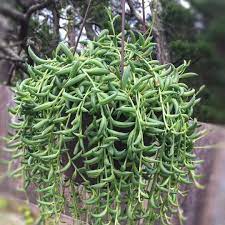 Walmart.com has been visited by 1m+ users in the past month Pin On Trailing Succulents