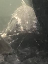 Black And White Spotted Catfish Spotted Raphael Catfish Cute Animals Pets Catfish