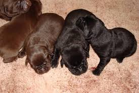 Check spelling or type a new query. Chocolate Black Lab Puppies For Sale In Duncan British Columbia Nice Pets Online