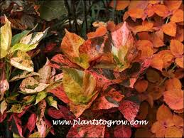 Image result for Acalypha manniana