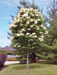 We did not find results for: Ivory Silk Lilac Fort Wayne Trees