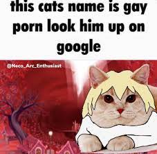 This Cat's Name Is Gay P--- Look Him Up on Google | His Name Is X, Look Him  Up | Know Your Meme