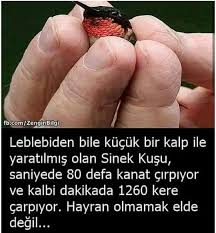 Bortecine Adli Kullanicinin Mucize Panosundaki Pin Bilgi Gercekler Sinek Kusu