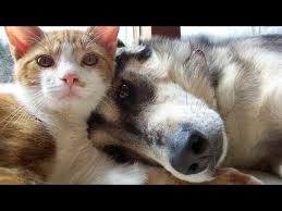 A large collection of funny pictures and photos of animals. Adorable Dogs And Cats Playing Together Funny Dog And Cat Videos Youtube