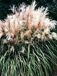 Image result for Miscanthus sinensis