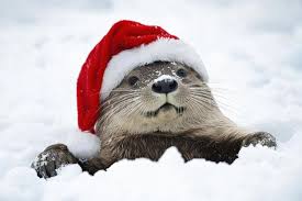 Page 4 | Images de Loutre Noel | Freepik