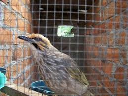 Maybe you would like to learn more about one of these? Tips Penangkaran Burung Cucak Rawa Yang Tepat