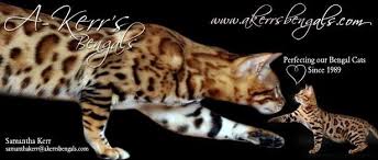 World class exotics for sale. A Kerr S Bengal Cats