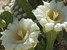 That hasn't stopped federal contractors from plowing over saguaros to make room for president donald trump's border wall. Carnegiea Gigantea Saguaro Cactus Dummer Garden Manage Gfinger Es La App De Jardineria Mas Profesional