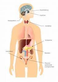 Dit orgaan speelt een belangrijke rol bij de voortplanting van mens en dier. 7 Hormoonklieren In Het Menselijk Lichaam Uitgelegd