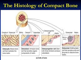 Hard, dense bone tissue that is beneath the outer membrane of a bone. Bone Bone The Most Amazing Story Of Bone Histology Ppt Download