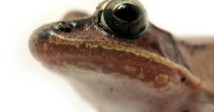 Alaska Protect The Amazing Wood Frog That Turns Into A Frogsicle Animal Rights Groups Animals Beautiful Animals