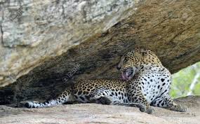 Un Portrait D Un Leopard Allonge Dans Un Rocher Tout En Se Lechant La Femelle Du Leopard Du Sri Lanka Panthera Pardus Kotiya Sri Lanka Parc National De Yala Banque D Images Et Photos