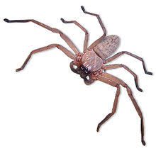 List Of Common Spider Species Of Australia Wikipedia