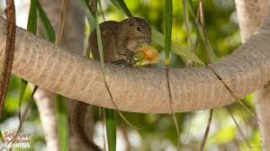 The habitat this animal in indonesia in borneo island or now is called kalimantan island and sumatra island. Animals And Cave Selayar Dive Resort Sud Sulawesi