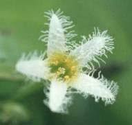 Image result for Nymphoides brevipedicellata