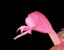 Image result for Satyrium hallackii