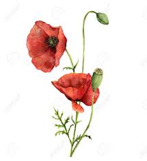 Bouquet de coquelicots is a perfume by perlier for women. Bouquet De Coquelicots Aquarelle Illustration Florale Peinte A La Main Avec Des Feuilles Des Capsules De Graines Et Des Branches Isolees Sur Fond Blanc Pour Le Design L Impression Et Le Tissu Banque