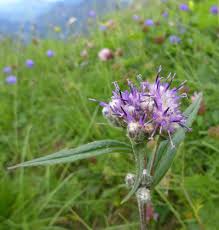 Image result for Bothriocline quercifolia