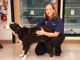 Flexing Exercises Post Tplo Surgery Dog Obsessed Dogs And Kids Dog Care