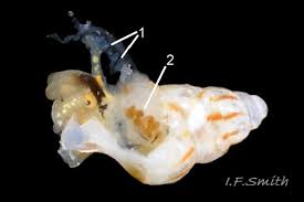 Image result for Gnidia inconspicua