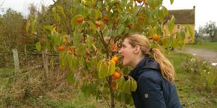 This feature is present in: Planting Our First Fruit Trees And Becoming Parents To Two Kittens The Big Raise