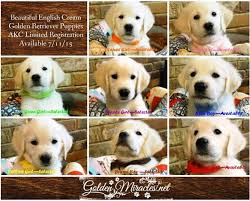 The cheapest offer starts at £1,250. 40 English Cream Golden Pups Ideas Pup Retriever American Golden Retriever