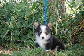 Miniature australian shepherd / mini australian shepherd. Adorable Toy Australian Shepherd Corgi Cross Puppies For Sale In Wellington Colorado Classified Americanlisted Com