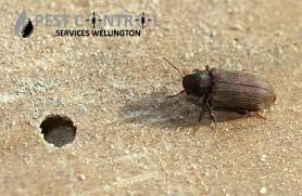 Wood Borer Specialists Functions Advantage Of Appointing Them Pest Control Services Wellington Beetle Pest Control Services Pest Control