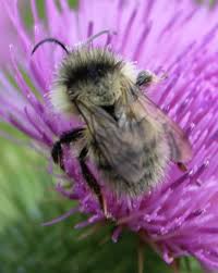 Image result for Bombus veteranus