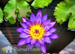 Bunga teratai dianggap keramat bagi penganut agama hindu dan buddha dan merupakan bunga nasional india. Macam Macam Warna Bunga Teratai Mxbids Com