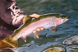 Oncorhynchus mykiss are only native to the pacific coast of north america, extending from alaska down to the border between california and mexico. Eagle Lake Rainbow Trout
