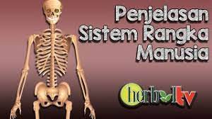 Sistem rangka manusia adalah rangkaian tulang dan sendi yang menjadi dasar bentuk tubuh manusia. Penjelasan Sistem Rangka Manusia Dan Fungsinya Youtube