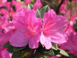 North carolina natives past hi kids! Plants And Flowers Of Southeastern Coastal North Carolina Holden Beach Blog