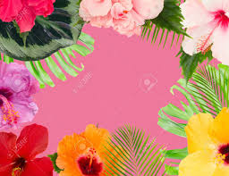 We did not find results for: Tropical Flowers And Leaves Frame Of Fresh Multicilored Hibiscus Flowers And Exotic Palm Leaves On Pink Stock Photo Picture And Royalty Free Image Image 80995809
