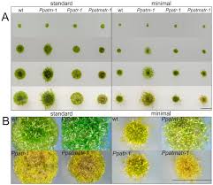 If you are currently in this stage of your publishing journey, subscribe & learn about best practices to sail through this stage and set yourself up for. Genes Free Full Text The Importance Of Atm And Atr In Physcomitrella Patens Dna Damage Repair Development And Gene Targeting