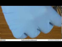 Image result for Androstachys