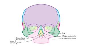 The bones of the nasal septum and other landmarks are Which Two Bones Form The Nasal Septum Draw It To Know It