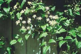 We did not find results for: Clematis Arten Lexikon Der Arzneipflanzen Und Drogen