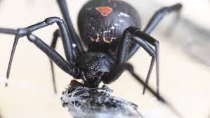 Black widow spiders are not as reclusive as a person would suspect. Close Up Of A Female Stock Footage Video 100 Royalty Free 1022068213 Shutterstock