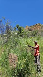 Image result for Rottboellia cochinchinensis