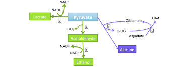 In this type of respiration, partial oxidation of food takes place and the plants release. Representation Of Anaerobic Respiration Green Boxes And Arrows Show Download Scientific Diagram