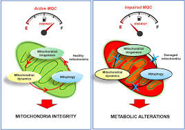 The case concerned whether federal appellate courts should give deferential or de novo review of certain sentencing guideline determinations made by a trial judge. Frontiers Physical Exercise A Novel Tool To Protect Mitochondrial Health Physiology
