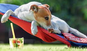 Maybe you would like to learn more about one of these? Homey Hounds Pet Sitting And Dog Walking In San Antonio