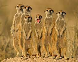 Wildlife Photography Wildlife Photography African Animals Photography African Animals