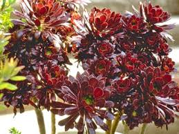 Plante grasse feuille verte et rouge. Plantes Grasses Par Formes Kuentz Cactus