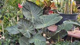 Indoor Plants
