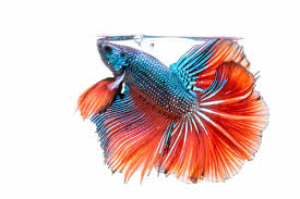 Why Is My Betta Fish Not Eating Top 5 Possible Reasons